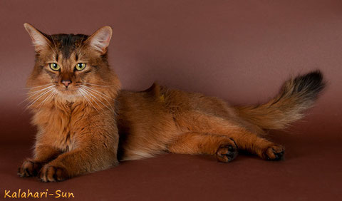 Somali-Katze ♂ wildfarben, * 2009, Bildquelle: Cattery Kalahari-Sun