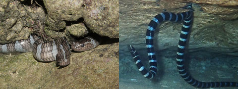 爬虫類といっても陸上だけではありません.写真の彼ら,ここ最近のラボのメインターゲットの1つです.ノッチの穴に隠れるエラブウミヘビ(左)と.洞窟内水中で岩壁と砂地に胴体をおしつけ体を固定するヒロオウミヘビ(右).乞う、ウミヘビ希望者。