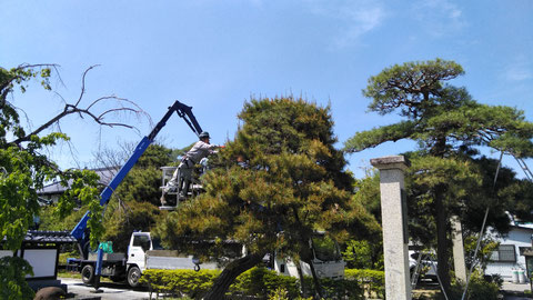 福島市　大森　樹木の剪定