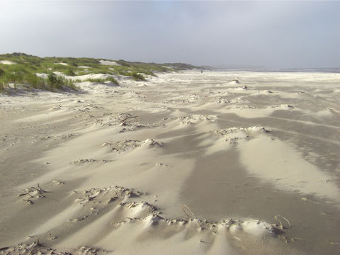 Wenn der Wind pfeift am Strand von Tverstedt, Dänemark