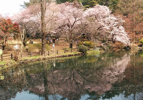 新宿御苑の桜　外国人観光客もわんさか。