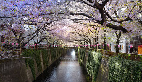 目黒川の桜並木