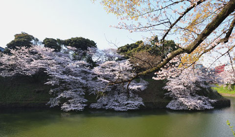 清々しい朝の千鳥ヶ淵でしっかりリベンジ。