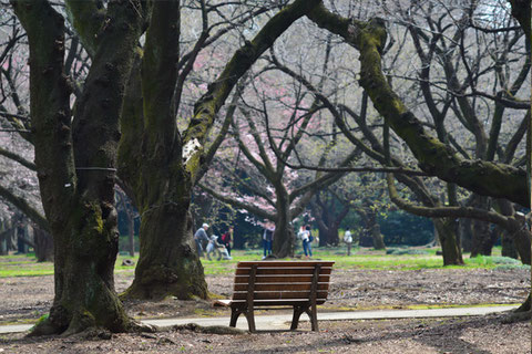 時間がゆっくり流れる中、来週には開花が予想される。