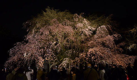 上部の花つきが寂しかった六義園のしだれ桜