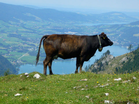 Blick vom Schafberg