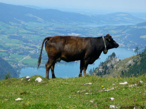 Berge und Seen erkunden im Mondseeland - Urlaub