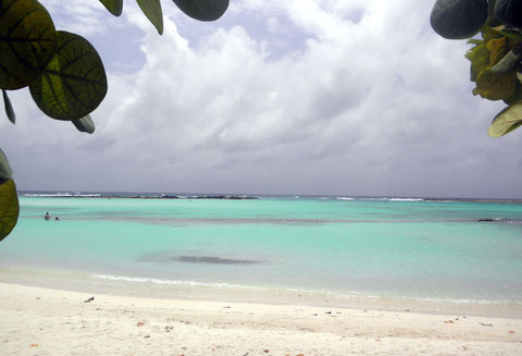Voorjaar 2012 hebben we Zuid-Amerika bezocht. Een week Aruba en drie weken Suriname!
