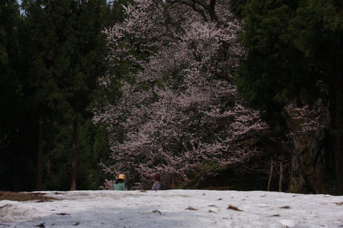 岡田の桜 杉木立の中　“神代桜“ 残雪のなかに咲く