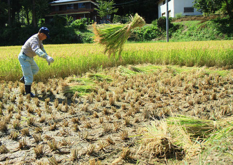 空中米　撮影場所：牧区 　今年も絶対美味しいマイ