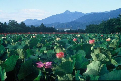 夏　西堀より早朝の妙高を望む