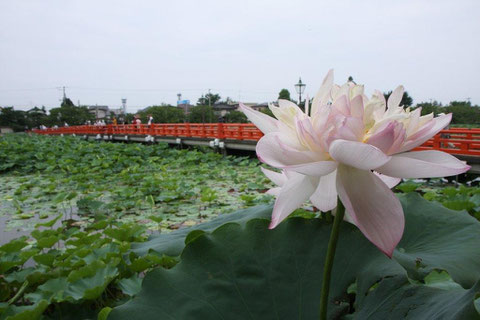 西堀橋 朱塗りの西堀橋　ハスを分ける(高田公園)