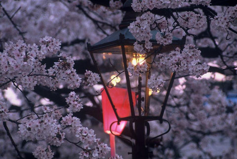 春の宵　ボンボリに桜も赤く染まる