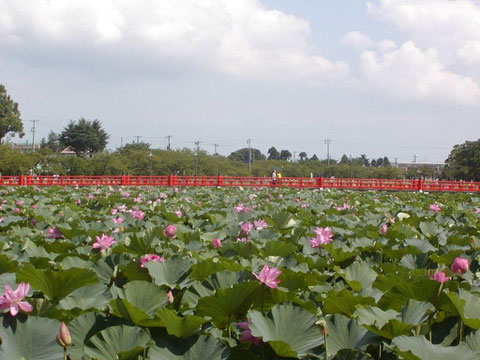 高田公園西堀のハス