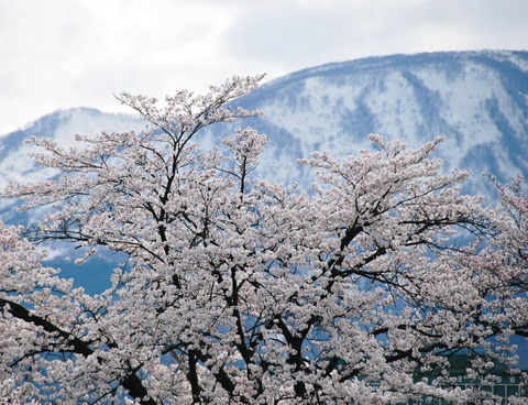 球場土手より