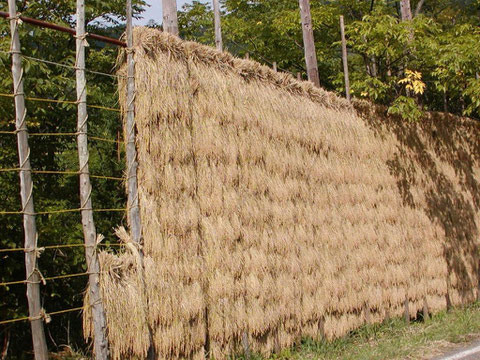 今では珍しくなった牧区のはさ掛けの風景です