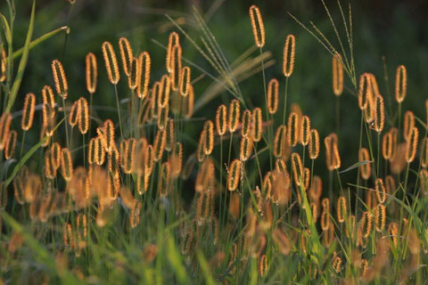 畔草 畔草も圃場の黄金色映り夕日に輝く