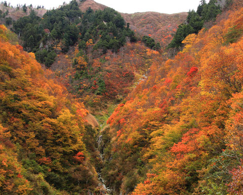 錦秋　H23.10.22　秋山郷