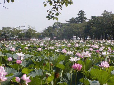 高田公園ハス満開