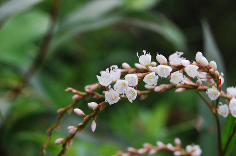 サクラタデ　タデの中でも花の雰囲気が桜を思わせる愛しい雑草ちゃん