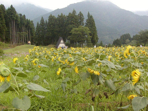 名立区の不動の森のひまわりです