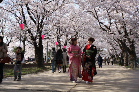 モデル 観桜会さくらロードをそろりゆく