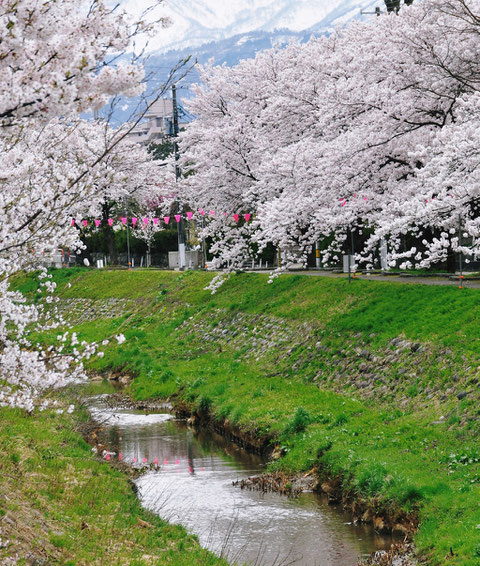 青田川堤より