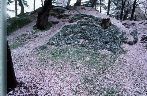 写ッセさくら部門 No.50794　花化粧　宮川利男