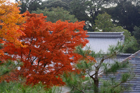 一株の紅葉　見た目はもっと赤くみえてのだが、、