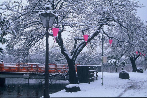 観桜会  突然の雪で　ビックリである