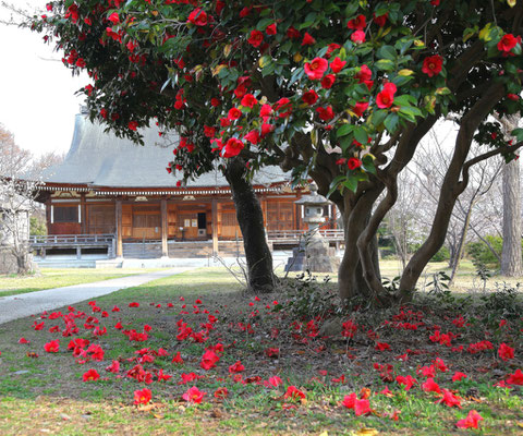 優秀賞（風景）No.60318　咲く花散る花 国分寺　山下 信男