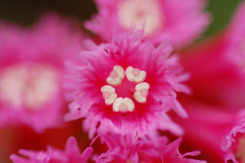 ピンクの色が濃く彩度も高い　岩場に生え葉が鏡のように光沢があるからこの花名をオオイワカガミと云う