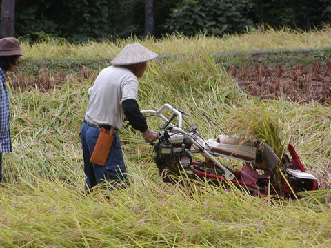牧区での刈り取り作業です