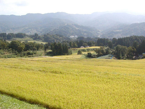 牧区での実りの風景です