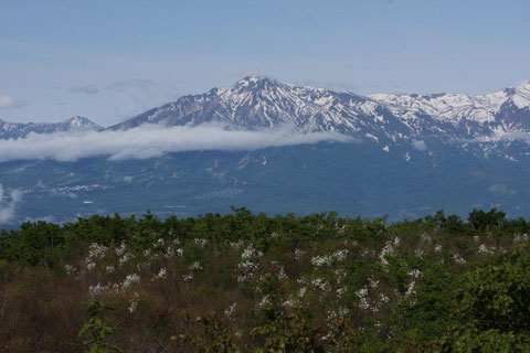 妙高山 こぶしの花咲く丘越えて妙高を久しぶりに望む