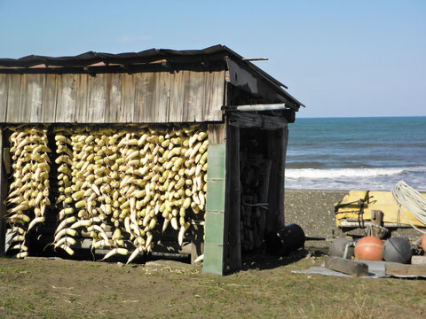 写ッセ自然景観部門賞 No.50009　浜の天日干し　此川勝海