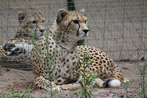 Retour maison avec arrêt au Zoo de La Plamyre