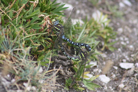 Accoppiamento di Aeshna juncea (Foto P. Caroni)
