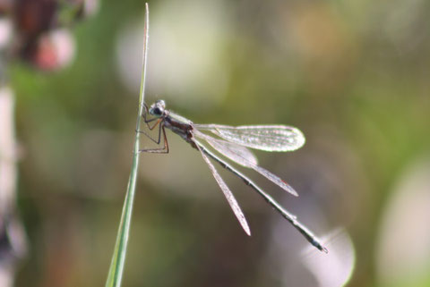 Uno Zigottero - Lestes virens  (Foto P. Caroni)
