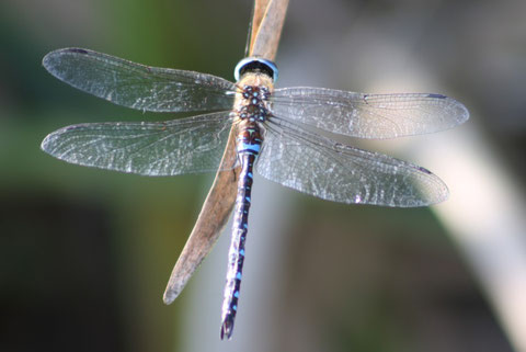 Aeshna mixta (Foto P. Caroni)
