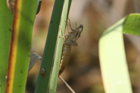 Exuvia, probabilmente di Anax imperator (Foto P. Caroni)