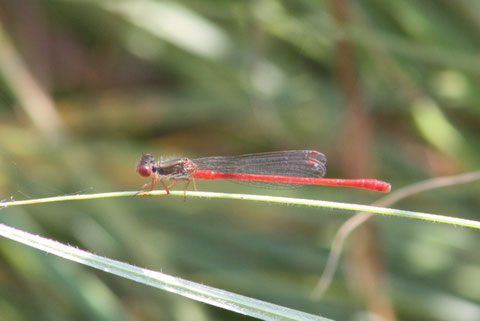 Ceriagrion tenellum (Foto P. Caroni)