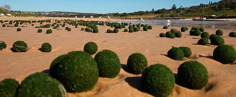 PLAYA DE SIDNEY