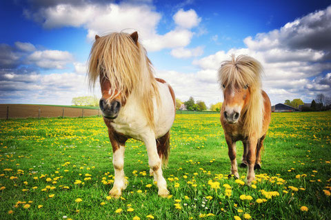 Pony