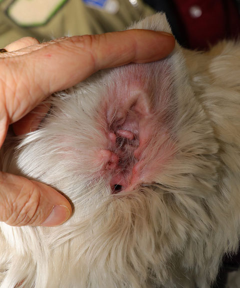 Les Otites Chez Le Westie Consultations En Dermatologie Veterinaire