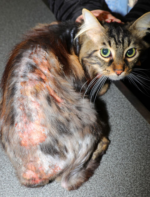 Dermatite chez un chat