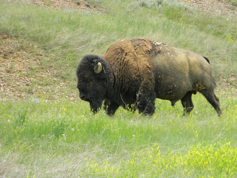 Buffalo at Badlands