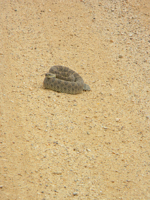 Rattlesnake which didn't get killed by us