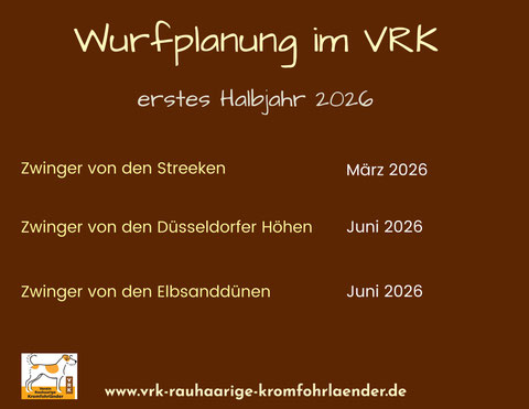 Kromfohrländer Welpen VRK Einkreuzprojekt