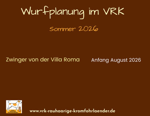Kromfohrländer Welpen VRK Einkreuzprojekt